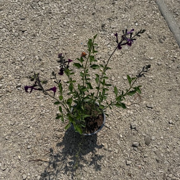 Salvia 'Nachtvlinder' - Zsálya