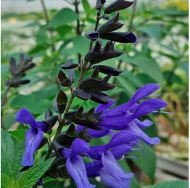 Salvia 'Rockin True Blue' - Zsálya