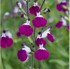 Salvia greggii 'Amethyst Lips' - Őszi Zsálya