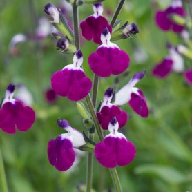 Salvia greggii 'Amethyst Lips' - Őszi Zsálya