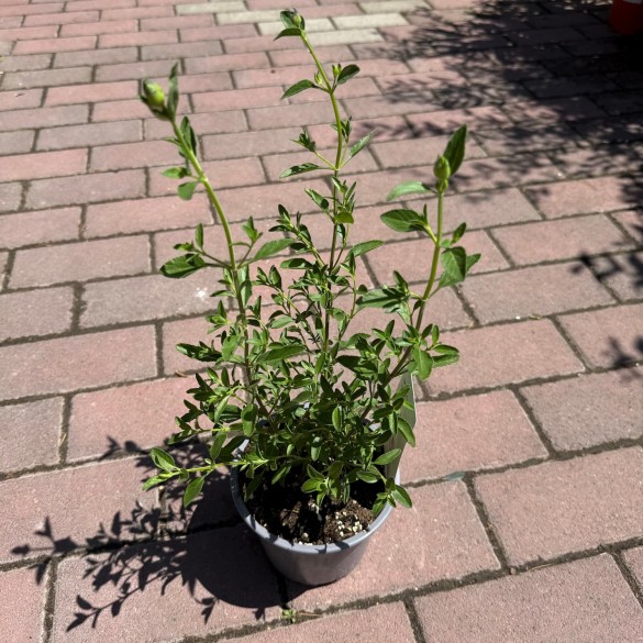 Salvia greggii 'Amethyst Lips' - Őszi Zsálya