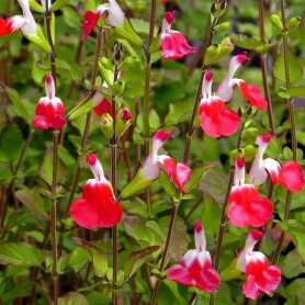 Salvia microphylla 'Hot Lips' - Őszi zsálya