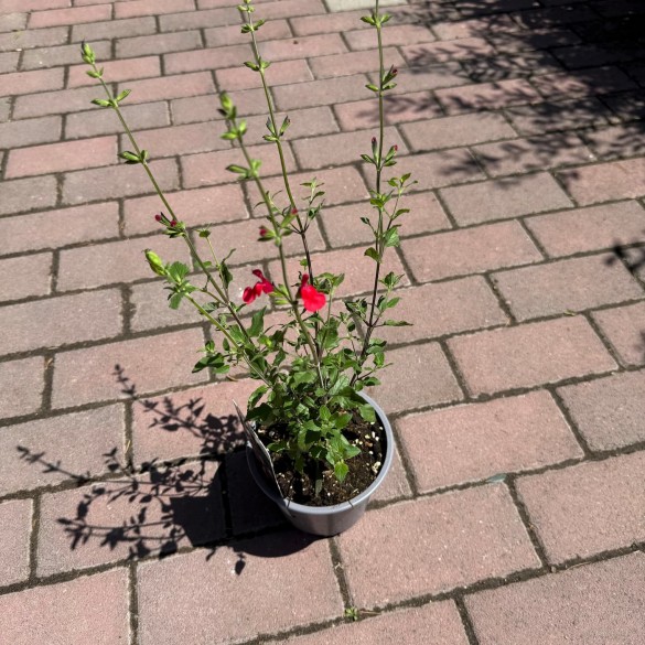 Salvia microphylla 'Hot Lips' - Őszi zsálya