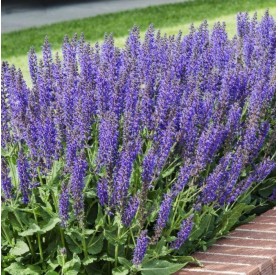 Salvia nemorosa 'Mainacht' - Ligeti zsálya