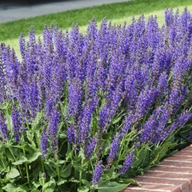 Salvia nemorosa 'Mainacht' - Ligeti zsálya