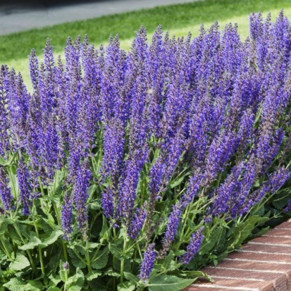 Salvia nemorosa 'Mainacht' - Ligeti zsálya