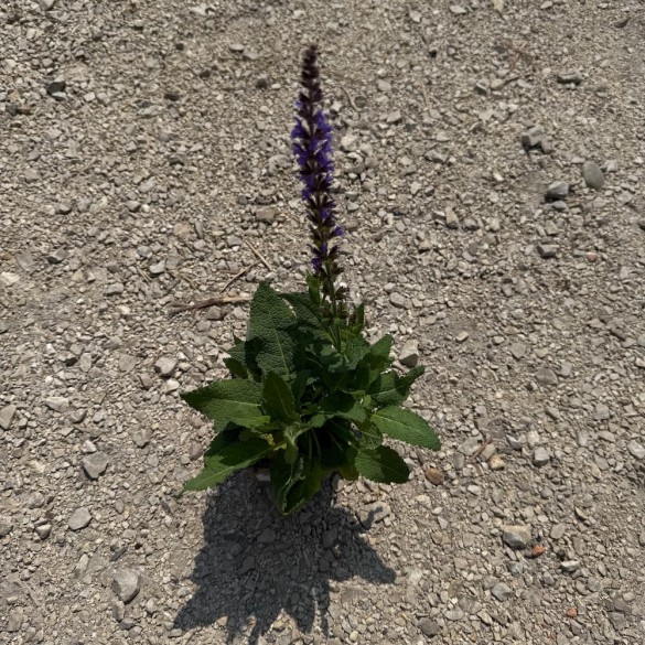 Salvia nemorosa 'Mainacht' - Ligeti zsálya