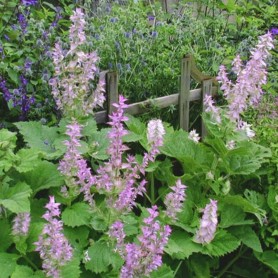 Salvia sclarea - Muskotályzsálya