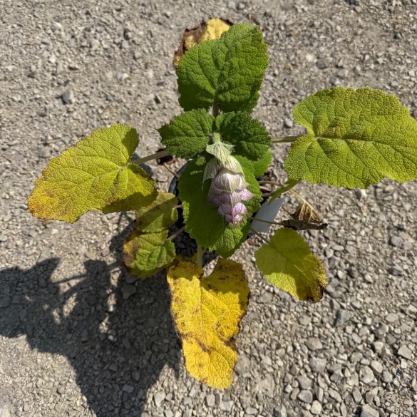 Salvia sclarea - Muskotályzsálya