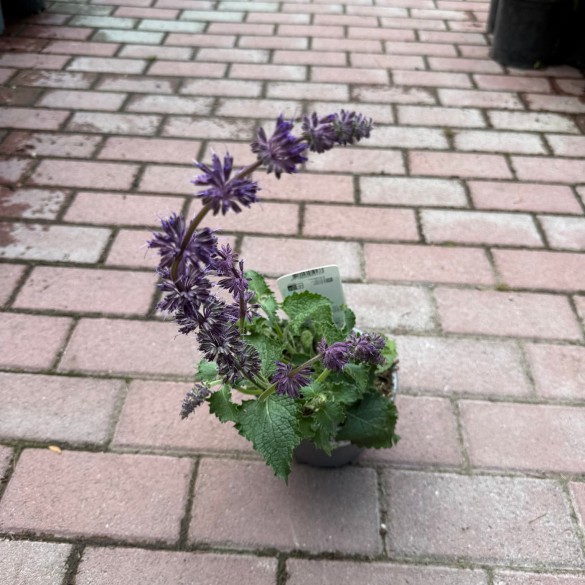 Salvia verticillata 'Purple Rain' - Lózsálya