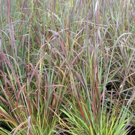 Schizachyrium 'Standing Ovation' - Szakállfű