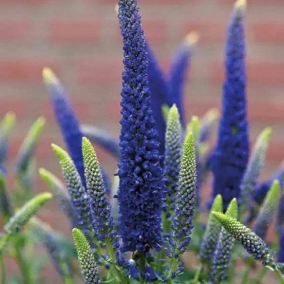 Veronica longifolia 'First Glory' - Veronika