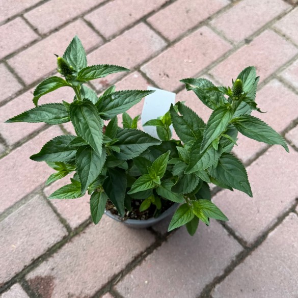 Veronica longifolia 'First Glory' - Veronika
