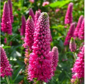 Veronica longifolia 'First Love' - Veronika