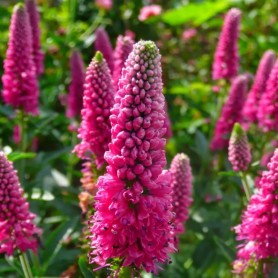 Veronica longifolia 'First Love' - Veronika