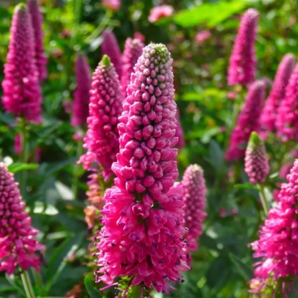 Veronica longifolia 'First Love' - Veronika