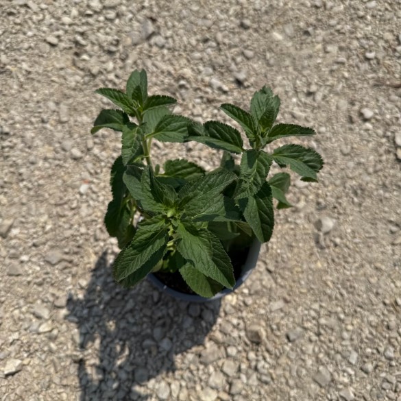 Veronica longifolia 'First Love' - Veronika