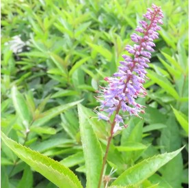 Veronicastrum 'Lapislazuli' - Szibériai veronika