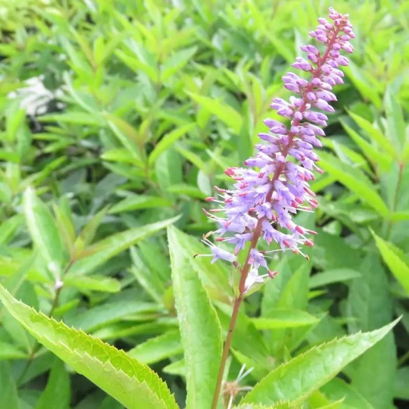 Veronicastrum 'Lapislazuli' - Szibériai veronika
