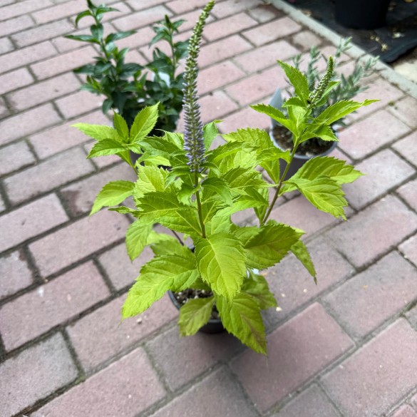 Veronicastrum 'Lapislazuli' - Szibériai veronika
