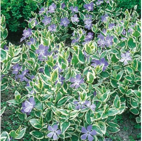 Vinca major 'Variegata' - Nagy meténg