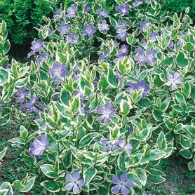Vinca major 'Variegata' - Nagy meténg