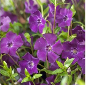 Vinca minor 'Atropurpurea' - Kis meténg