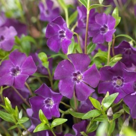 Vinca minor 'Atropurpurea' - Kis meténg