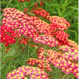 Achillea millefolium 'Paprika' - Cickafark