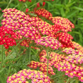 Achillea millefolium 'Paprika' - Cickafark