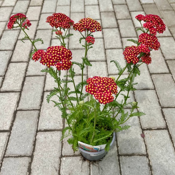 Achillea millefolium 'Paprika' - Cickafark