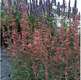 Agastache 'Firebird' - Izsópfű