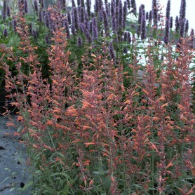 Agastache 'Firebird' - Izsópfű