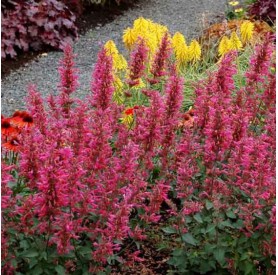Agastache 'Morello' - Izsópfű