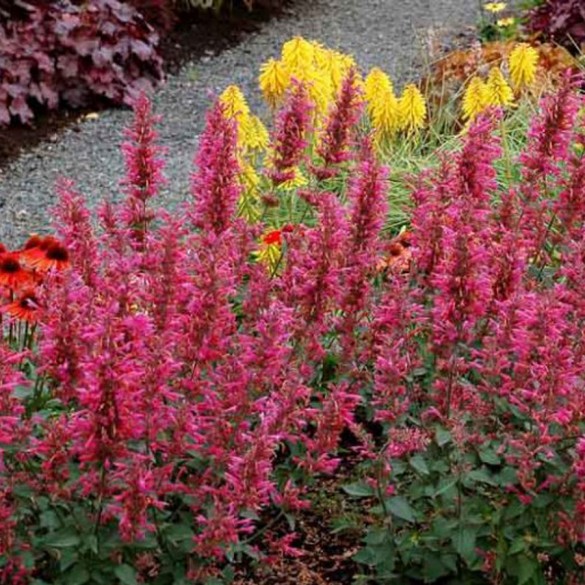 Agastache 'Morello' - Izsópfű