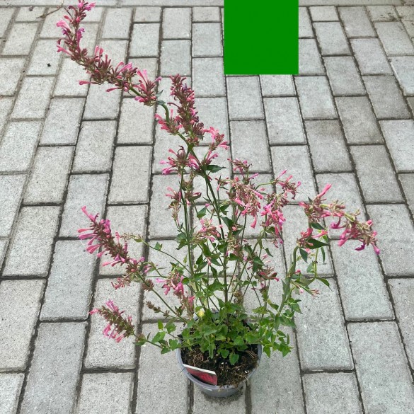 Agastache 'Morello' - Izsópfű