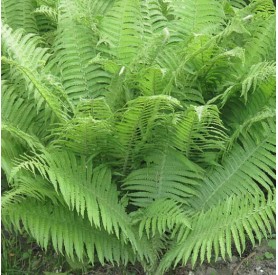 Athyrium filix-femina - Hölgypáfrány