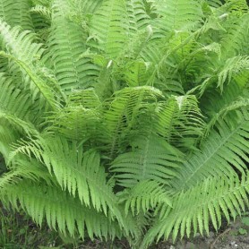 Athyrium filix-femina - Hölgypáfrány