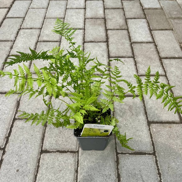 Athyrium filix-femina - Hölgypáfrány