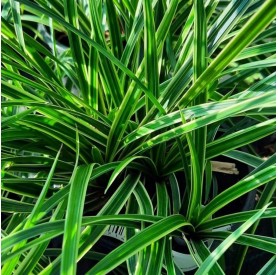 Carex morrowii 'Ice Dance' - Tarka sás
