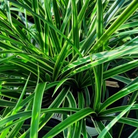 Carex morrowii 'Ice Dance' - Tarka sás