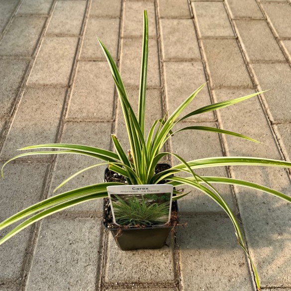 Carex morrowii 'Ice Dance' - Tarka sás