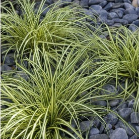 Carex oshimensis 'Evergold' - Sás
