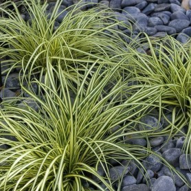 Carex oshimensis 'Evergold' - Sás