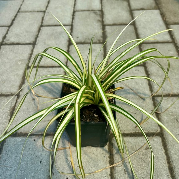 Carex oshimensis 'Evergold' - Sás