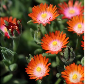 Delosperma 'Ice Cream Orange' - Kristályvirág