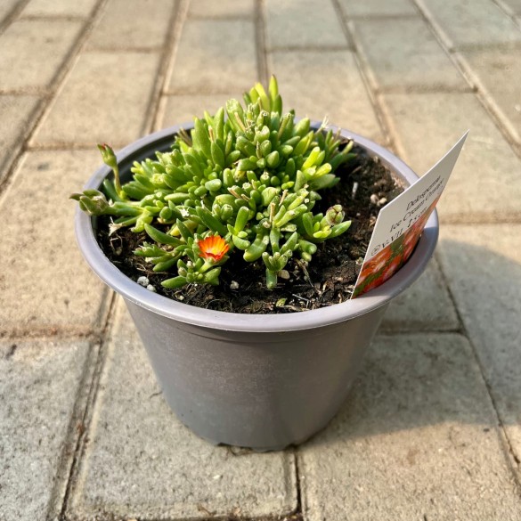 Delosperma 'Ice Cream Orange' - Kristályvirág