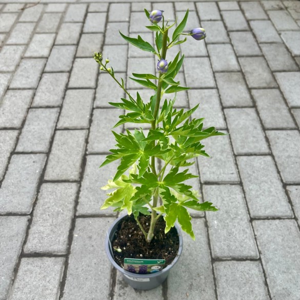 Delphinium 'Jupiter Blue' - Szarkaláb