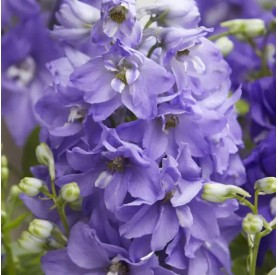 Delphinium 'Dignity Blue Shades' - Szarkaláb