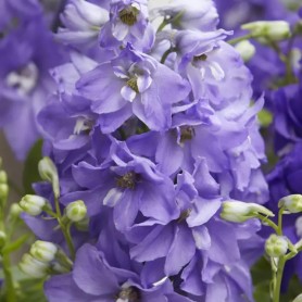 Delphinium 'Dignity Blue Shades' - Szarkaláb